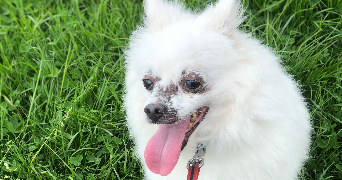 arwenn pet sitter à PONT A MOUSSON 54700_2