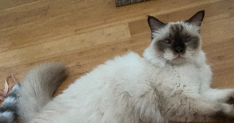 nathan pet sitter à MARSEILLE 04 13004_4