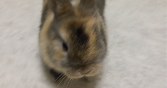 pierre pet sitter à DISSAY 86130_3