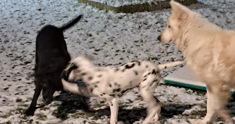 adeline pet sitter à CEAUX EN LOUDUN 86200_6