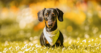 lou pet sitter à LE PUY EN VELAY 43000_0