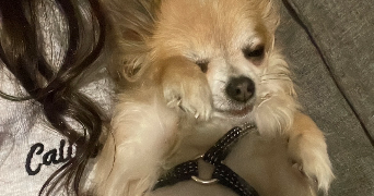 olivia pet sitter à PARIS 11 75011_1