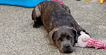 ewa-marion pet sitter à ECKBOLSHEIM 67201_6