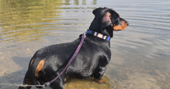 léa pet sitter à PALAISEAU 91120_10