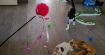 morgane pet sitter à ALGRANGE 57440_1