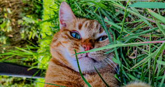 caroline pet sitter à FORCE 53260_2