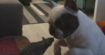 marie pet sitter à BOURBON LANCY 71140_3