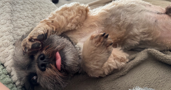 solène pet sitter à ST DIZIER 52100_1