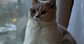 aurelia pet sitter à BRUGES 33520_1