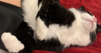 roxanne pet sitter à ANGLET 64600_10
