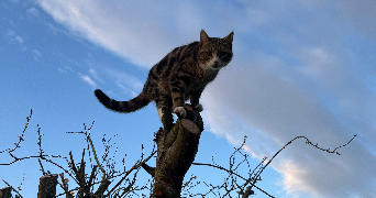 margaux pet sitter à CRAVENT 78270_3