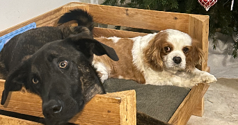 esther pet sitter à AURIBEAU SUR SIAGNE 06810_10