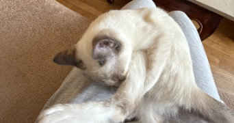 imane pet sitter à NANCY 54000_2