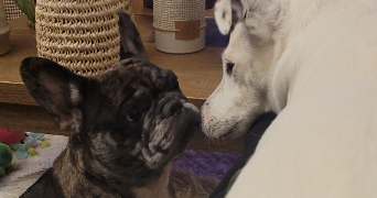 mathis pet sitter à LAVAL 53000_1