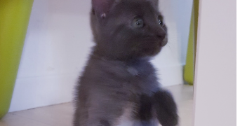 vanessa pet sitter à ST PRIEST 69800_1