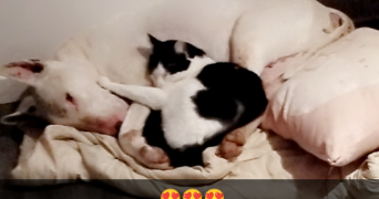 vanesa pet sitter à SEIGNELAY 89250_2