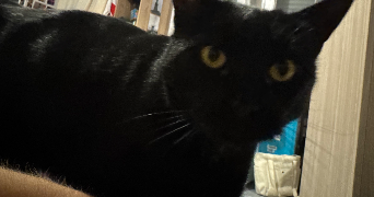 chloe pet sitter à STRASBOURG 67000_1