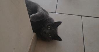 laura pet sitter à FAMECK 57290_10