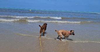 alexandra pet sitter à CHATOU 78400_1