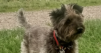 delphine pet sitter à COMMUNAY 69360_3