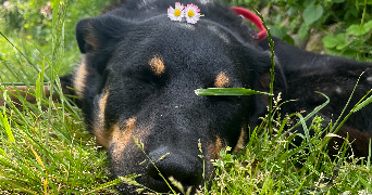ophelia pet sitter à GRENOBLE 38000_2