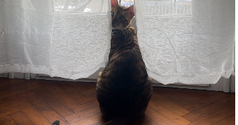 orea pet sitter à Montauban 82000_1