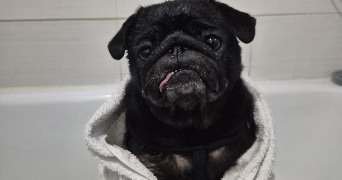 antoaneta pet sitter à LE PECQ 78230_7