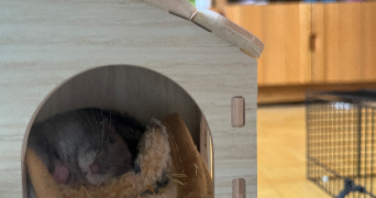 elise pet sitter à GRENOBLE 38000_3