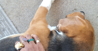 léonie pet sitter à SENLIS 60300_1