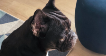 angélique pet sitter à HOENHEIM 67800_3