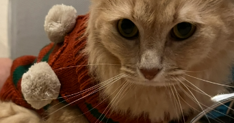 jérémy pet sitter à LYON 08 69008_3