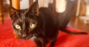 mathieu cat sitter à PONTOISE 95300_6