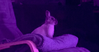 lea pet sitter à ST DIZIER 52100_1