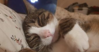 lucile pet sitter à LA TOUR DE SALVAGNY 69890_2