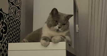 charlotte cat sitter à STRASBOURG 67000_7