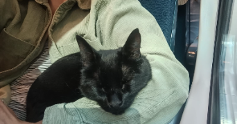 eve pet sitter à LILLE 59000_4