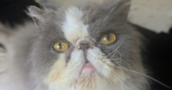 marjorie pet sitter à TOULON 83000_2