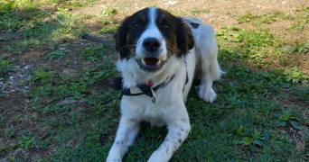 céline pet sitter à VENISSIEUX 69200_2