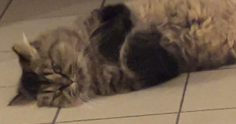 aurelie pet sitter à LOISON SOUS LENS 62218_2