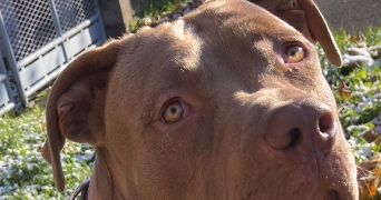 layna pet sitter à LUZECH 46140_1