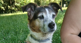 veilly pet sitter à OINVILLE SUR MONTCIENT 78250_2