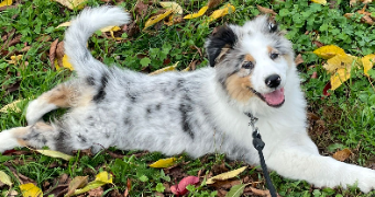 landreau pet sitter à COGOLIN 83310_1