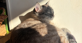 eléna pet sitter à CARBON BLANC 33560_2