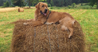 maëlys pet sitter à TALENCE 33400_3