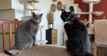 carolane pet sitter à POMPONNE  77400_7