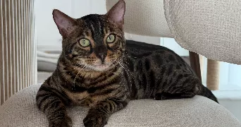 amel pet sitter à ROUBAIX 59100