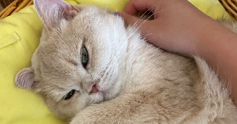 yaeli cat sitter à PARIS 01 75001_1
