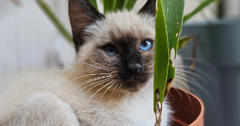 marine pet sitter à DAMAZAN 47160_1