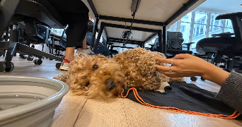 marion pet sitter à CLICHY 92110_2
