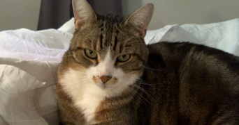 mathilde pet sitter à NANCY 54000_1